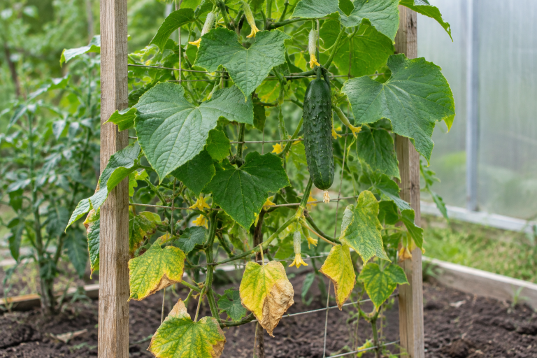 Cucumber vine climbing a trellis in natural garden light, with a few yellowing lower leaves and a ripe green cucumber hanging among them